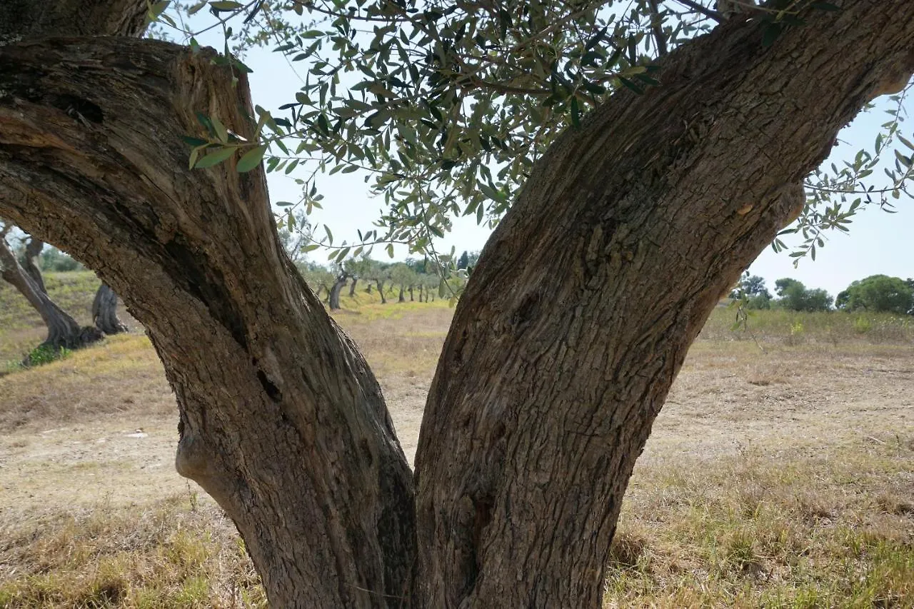 Agriturismo Cheloni Guasticce Farm stay
